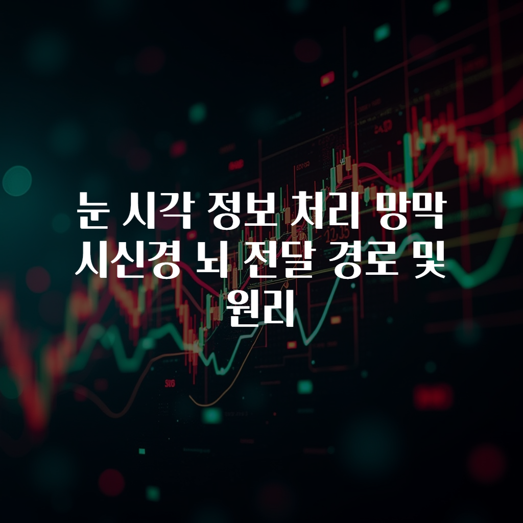 눈 시각 정보 처리 망막 시신경 뇌 전달 경로 및 원리